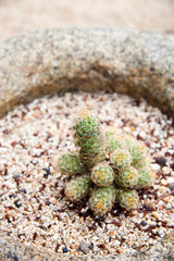 Small cactus plants