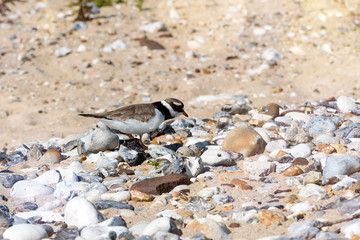 Charadrius smearing eggs on pebble beach