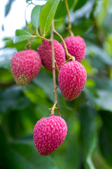 Brunch of fresh lychee(Bombay) fruits hanging on green tree.