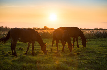 Fototapeta na wymiar Free horses walk in the meadows at sunset