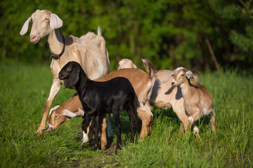 Goats are walking in the summer meadows