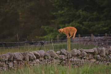 Chat Perch&eacute; d'Ecosse