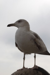 gaviota mirando al horizonte