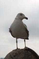 gaviota mirando al horizonte