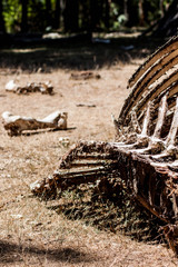 Huesos de vaca en descomposición