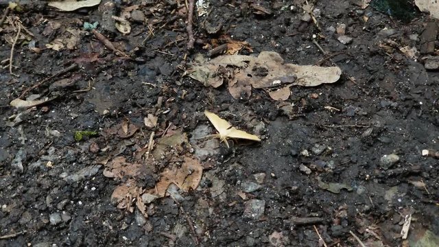 Small yellow moth landed on the autumn ground and flaps its wings. Butterfly nature season