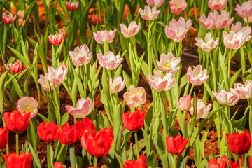 Pink Tulips Flower Blossom in garden.