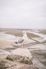 seagull on the beach