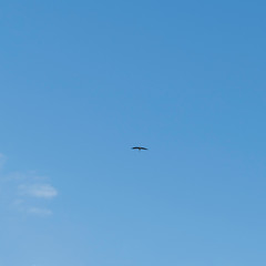Blue sky with a flying wild bird in the middle of the picture and clouds on the side. The flying bird is the white stork also named ciconia ciconia.
