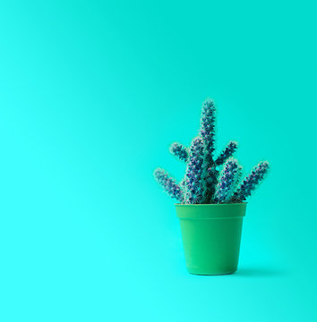 Cactus in a pot fashion design.Trendy minimal pop art style and pastel colors background