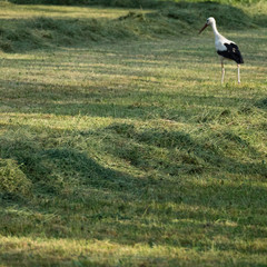 Focus on cut grass swathed in a windrow for a hay harvest in the front with atmospheric light plays. In the background of the green environment there is a blurred white stork and a second swath.