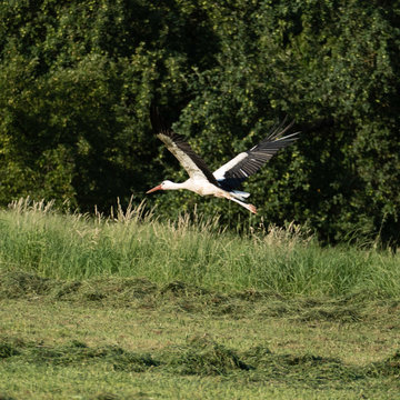 Flight image of a white stork with a stretched neck, back hanging legs and open wings. The flying bird has a black and white feather dress and is surrounded by a green environment with grass and trees