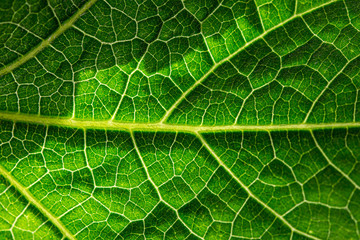 Close up of fresh green leaf texture background.