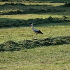 One white stork from the side with a leg tightened, a white plumage and black feathers on the wings surrounded by windrows with light plays in the background.