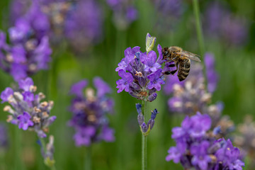 Honey bee landing on a blooming a purple lavender blossom collecting honey against a pur green background