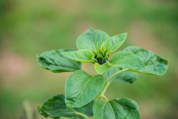 Focus on flowers and plants with beautiful colors