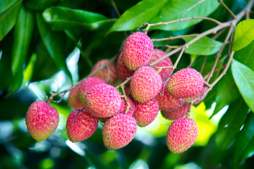 Brunch of fresh lychee fruits hanging on green tree.