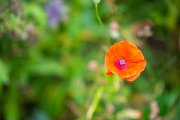 Fototapeta premium Focus on flowers and plants with beautiful colors