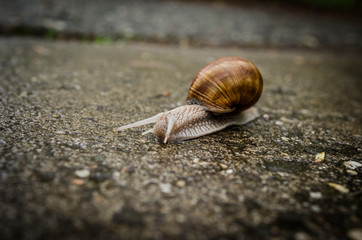 ŚLIMAK © PIOTR JARCZYKOWSKI