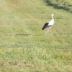 Fresh mowed grassland with a ciconia ciconia walking through the  green meadow. The white stork is surrounded by nature environment, so there is copy space around the animal.