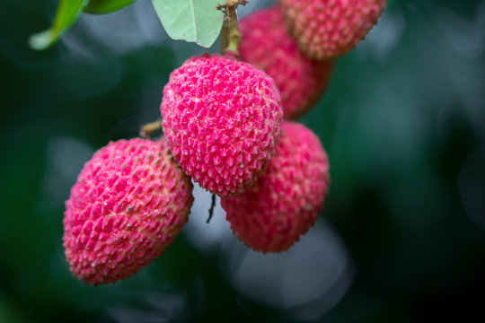 Brunch of fresh lychee fruits hanging on green tree.