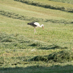 Obraz na płótnie Canvas White stork in a green field with head down and beak down catching a prey and trying to grab a rodent, a mouse.