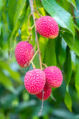 Brunch of fresh lychee(Bombay) fruits hanging on green tree.