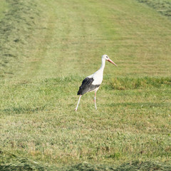 Ciconia ciconia with white and black feathers and a long red beak from the side walking in a fresh mowed green field with part of two swaths. Copy space around the white stork in the green environment