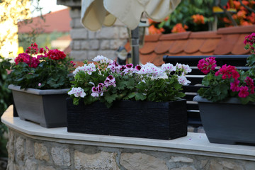 Fototapeta na wymiar Beautiful geranium in flower pots on the terrace