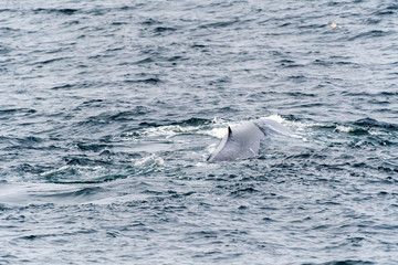 Obraz premium Blue whale (Balaenoptera musculus) on the surface off the coast of Baja California.