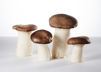 Mushroom on white background.