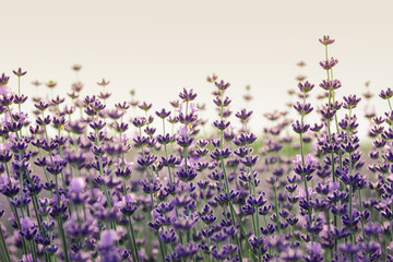 Naklejka premium Lavender flowers closeup with selective focus and bokeh effect. Clear sky and sunset on background