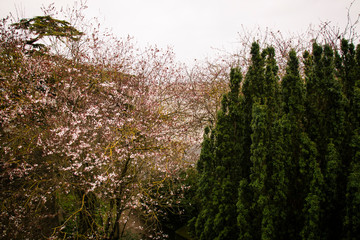 flowers in the forest
