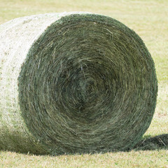 Focusing on the compressed parts of a round silage bale. The bale consists of dried grassland plants and is compressed and bounded with a round bale net by a baler. 