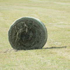One silage bale from the front in a green field. The bale consists of compressed dried grassland plants and is bounded with a green and white round bale net. 