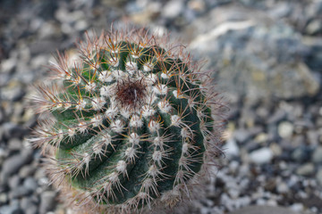 Amazing cacti close up