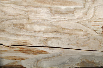Legno scortecciato con venature
