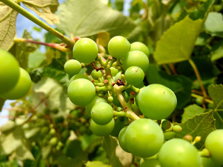 Bunch of grapes