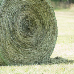 Detail of a rounded hay bale in a grassland for hay harvest. The hay roll consists of dried grassland plants and is compressed by a baler in a round bale net colored green and white.
