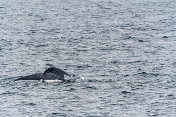 Blue Whale (Balaenoptera musculus) showing tail flukes as it dives deep in the ocean near Svalbard, Norway.