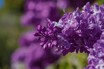 Delicate and lovely  lilac.