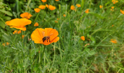 Close-up photo of bee pollinates bright yellow/red flowers (eschscholzia californica) 