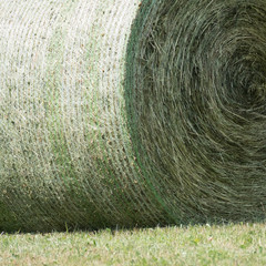 Detail of one compressed and bounded round silage bale in a green meadow. The round bale net on the silage bale is in the colors green and white. Copy space in the meadow.