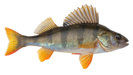 European perch known as the common,  redfin,  big-scaled redfin,  English, Eurasian river perch - obrazy, fototapety, plakaty