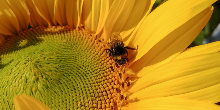 Close-up photo of bumblebee pollinates bright sunflower
