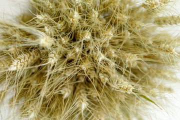 Ears of wheat in a bundle