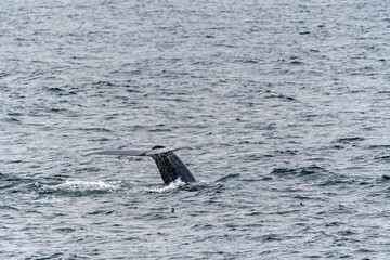 Fototapeta premium Blue Whale (Balaenoptera musculus) showing tail flukes as it dives deep in the ocean near Svalbard, Norway.