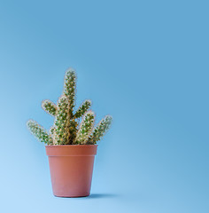 Cactus in a pot on an blue isolated background fashion pastel retro