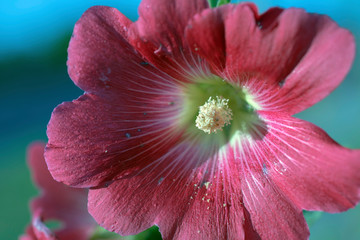 Álcea flowers close up