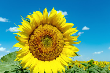 Naklejka premium Sunflowers on the blue sky background agriculture farming rural economy agronomy concept